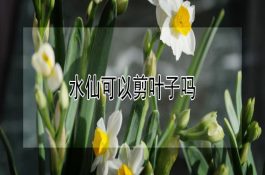 秋冬季节观赏鱼疾病预防措施