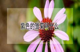 怎样鉴别性早熟“小老蟹”
