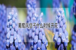 肉鹅快速育肥技术