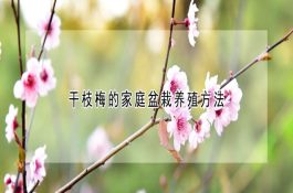 新手必看的孔雀鱼的养殖技术
