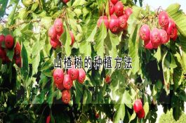 五香熏鱼的加工