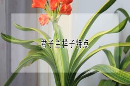 氯氟吡氧乙酸能用于水稻田吗