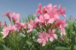 泥鳅苗种的快速培育法 -（泥鳅养殖）