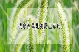 春季防治麦田地下害虫