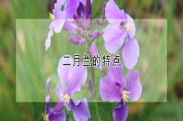 水族箱养殖金鱼技术要点