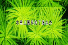 节水莲池套养鲶鱼技术
