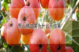 养鱼业微利时代如何节约饲料成本