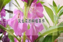 鹅排绿便并迅速死亡是得了什么病