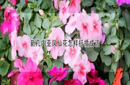 斗鱼的烂尾、烂鳍
