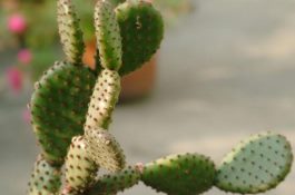 仙人掌的花语是什么(仙人掌开花的寓意象征着奇迹希望)