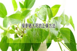 绿萝晒太阳的正确方法 绿萝晒太阳的正确方法