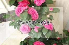 冬天茶花叶子一碰就掉 冬天茶花叶子一碰就掉