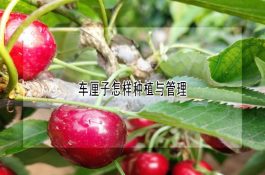 无公害中华鳖的养殖技术
