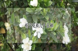 淡水龙虾放养注意啥