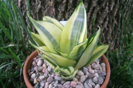 如何判断锦鲤鳃部疾病？