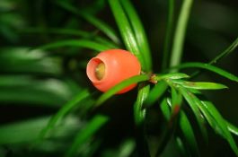 红豆杉图片（特征、种类以及用途介绍）