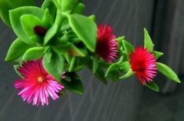 怎样在鱼缸中繁殖金鱼