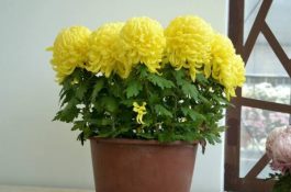 盆栽菊花移栽方法（5步即可完成菊花的移栽）
