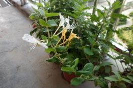 金银花的病虫害及其防治（金银花常见病虫害介绍）