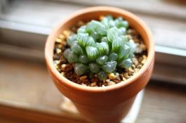 小麦新品种－－郑麦9023