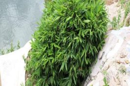 春季鱼病的综合防治技术