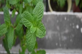 “超级小麦”新品种在兰考通过验收