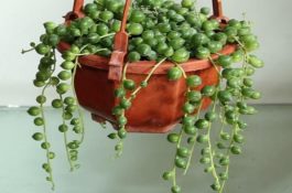 南美白对虾人工催熟及精荚移植