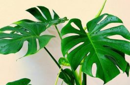 龟背竹除甲醛吗（可以除甲醛但效果一般）