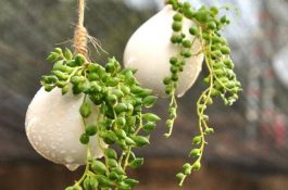 斗鱼疾病防治