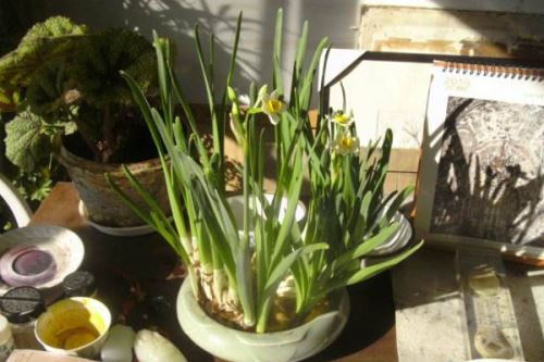 水仙花开败后怎么处理，四个方法处理水仙花