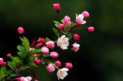 复合肥能做基肥吗