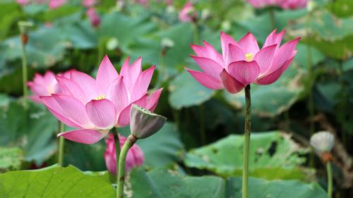 荷花水培怎么种植方法