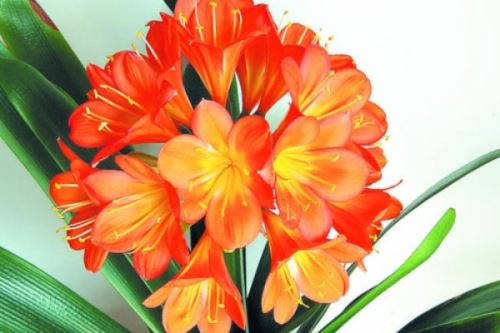 君子兰叶片怎么擦拭