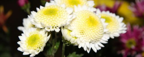菊花有没有香味