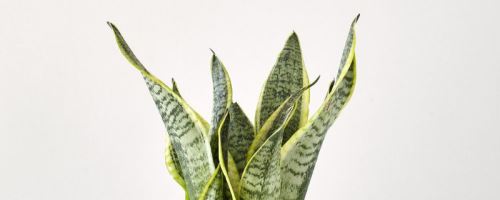 虎皮兰幼苗多大能上盆