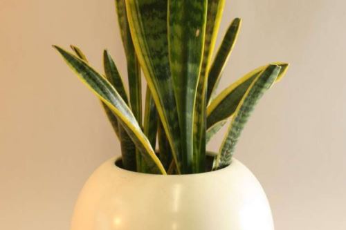 虎皮兰幼苗多大能上盆