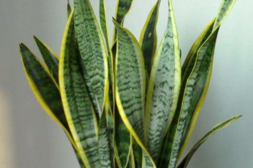 虎皮兰幼苗多大能上盆