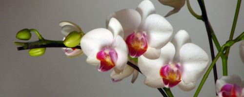 蝴蝶兰冬天会不会冻死