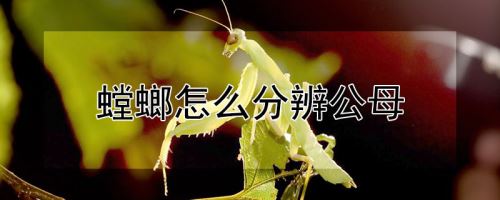 螳螂怎么分辨公母