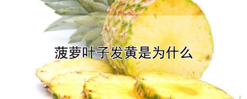菠萝叶子发黄是为什么