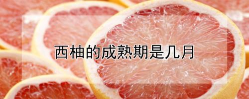 西柚的成熟期是几月