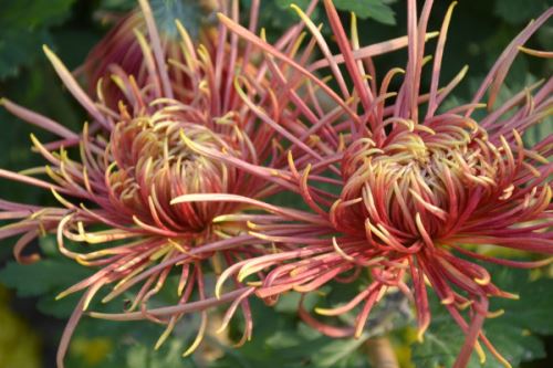 菊花有什么颜色