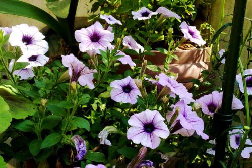 牵牛花为什么只长叶子不开花