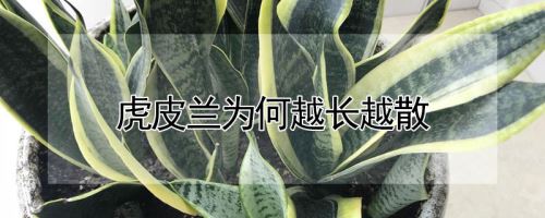 虎皮兰为何越长越散