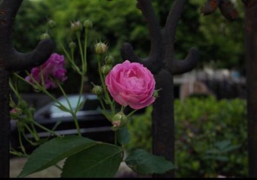 家庭种植蔷薇花有什么好处,蔷薇花是绿花遮阴的好帮手