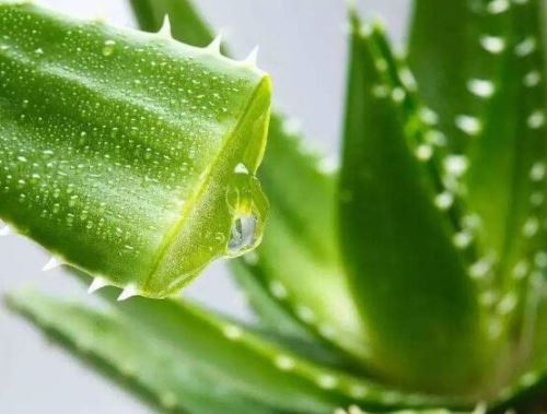 芦荟叶子发黄怎么办,四种原因以及解决办法