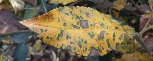 炭疽叶枯病怎么治