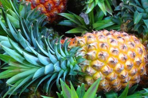 菠萝头怎么种植盆栽