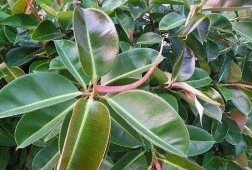 橡皮树好养吗,橡皮树的养殖方法和注意事项