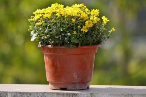 菊花室外能过冬吗,只有南方地区才能室外过冬